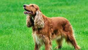 Engleski cocker spaniel - pasmina opis, njegu i sadržaj